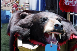 Taxidermy Toronto